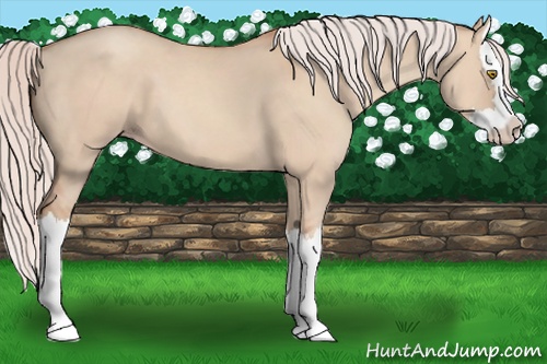 Horse Color: Silver Classic Champagne Dun Splash 