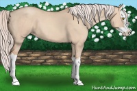 Horse Color:Silver Classic Champagne Dun Splash 