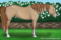 Horse Color:Red Dun Sabino Splash Rabicano 