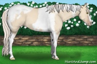 Horse Color:Silver Classic Champagne Dun Tobiano Frame 
