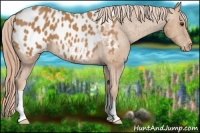 Horse Color:Chestnut Blanket 