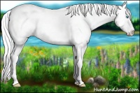 Horse Color:Cremello Dun Blanket 