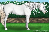 Horse Color:Buckskin Pearl Dun Sabino Splash Rabicano 