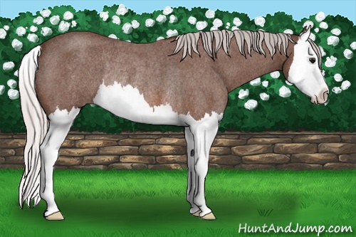Horse Color: Silver Brown Roan Splash Rabicano 