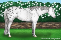 Horse Color:Gray Brown Splash Blanket Rabicano 