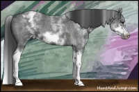 Horse Color:White Spotted Blue Roan Splash Frame Appaloosa 