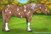 Horse Color:White Spotted Chestnut 