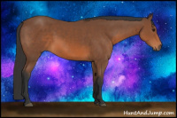 Horse Color:Bay Sabino 