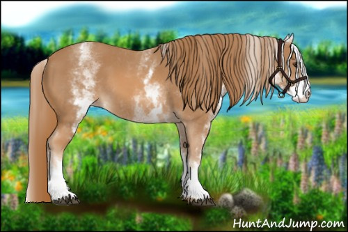 Horse Color: White Spotted Chestnut 
