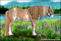 Horse Color:White Spotted Chestnut 