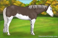 Horse Color:Silver Black Splash 