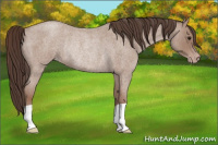 Horse Color:Classic Champagne Roan Rabicano 