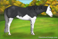 Horse Color:Black Splash 