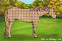Horse Color:Plaid  Chestnut Rabicano 
