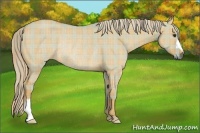 Horse Color:Plaid Red Dun Rabicano