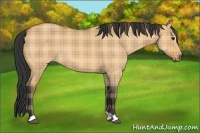 Horse Color:Plaid  Bay Dun Rabicano 