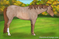 Horse Color:Red Roan 
