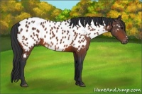 Horse Color:Bay Appaloosa
