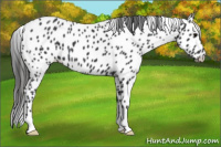 Horse Color:Black Appaloosa 