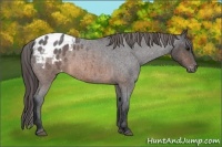 Horse Color:Brown Roan Appaloosa 