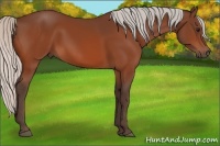 Horse Color:Silver Bay 