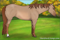 Horse Color:Liver Red Dun 