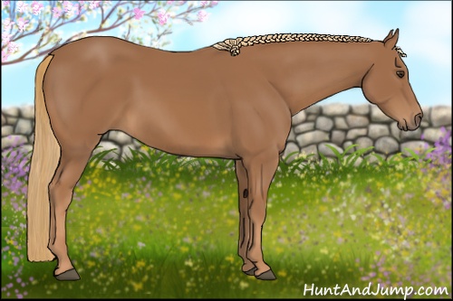 Horse Color: Chestnut 