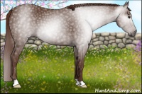 Horse Color:Gray Chestnut 
