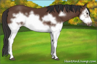 Horse Color:Bay Splash Frame 