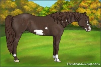 Horse Color:Liver Chestnut Frame 