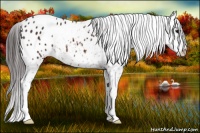 Horse Color:Bay Appaloosa 