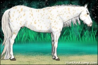 Horse Color:Palomino Leopard 