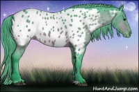 Horse Color:Watercolor Bay Appaloosa 