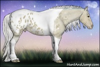 Horse Color:Watercolor Silver Bay Tobiano Appaloosa 