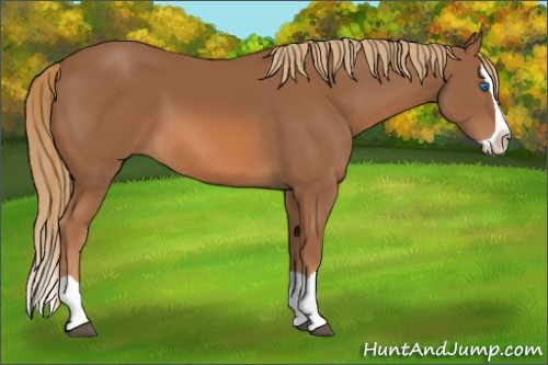 Horse Color: Chestnut Splash 