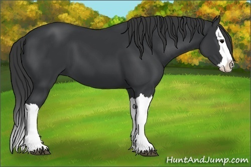 Horse Color: Black Splash 
