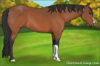 Horse Color:Brown 