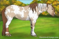Horse Color:White Spotted Red Dun 