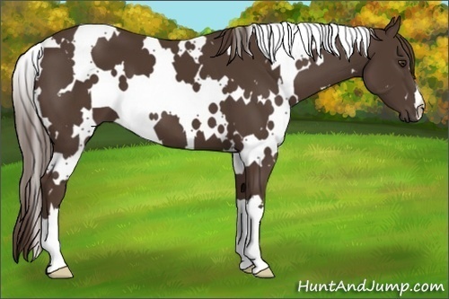 Horse Color:White Spotted Liver Chestnut 