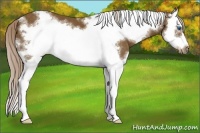 Horse Color:White Spotted Chocolate Palomino Splash Frame 