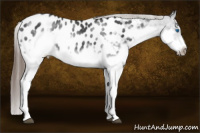 Horse Color:White Spotted Brown Roan Splash Frame Appaloosa