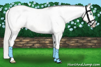 Horse Color:Cremello Snowcap 