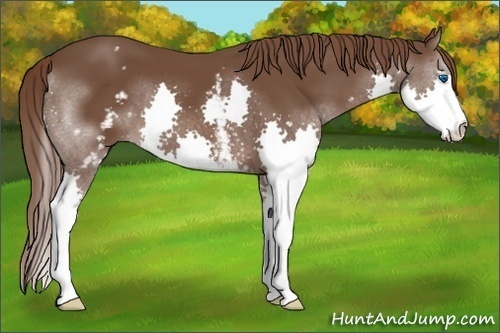 Horse Color: White Spotted Liver Chestnut Splash 