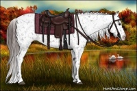 Horse Color:Brown Appaloosa 