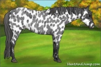 Horse Color:Blue Roan Appaloosa