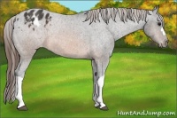 Horse Color:Brown Appaloosa 