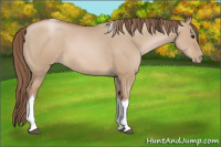 Horse Color:Grullo Pearl Tobiano