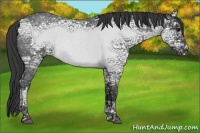 Horse Color:Blue Ice Roan 