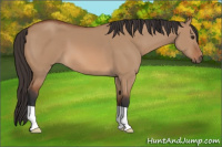 Horse Color:Bay Dun