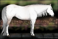 Horse Color:Gray Bay Sabino 
